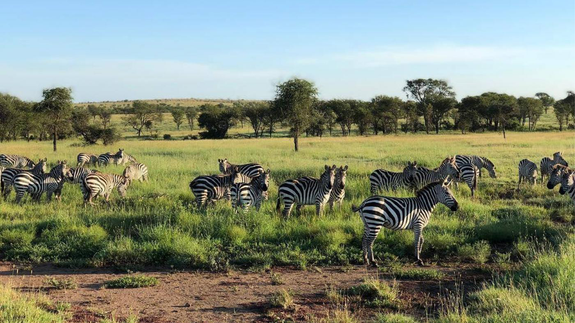 9 Days Best Of Tanzania Budget Safari