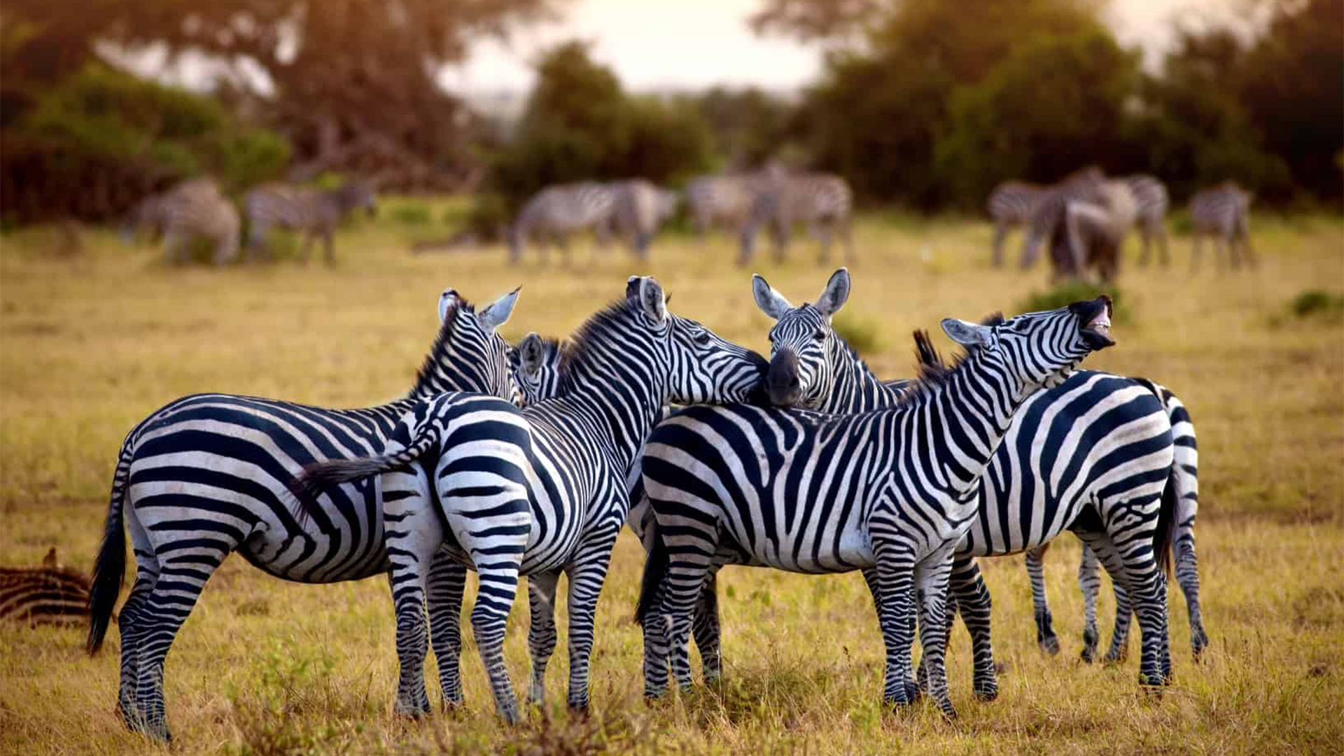 7 Days Tanzania Luxury Safari Experience