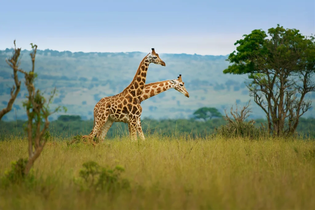 Top 10 Wildlife Experiences You Can’t Miss