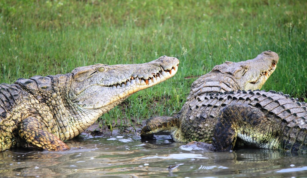 A Thrilling Crocodile Safari on Tanzania's Mighty Rufiji