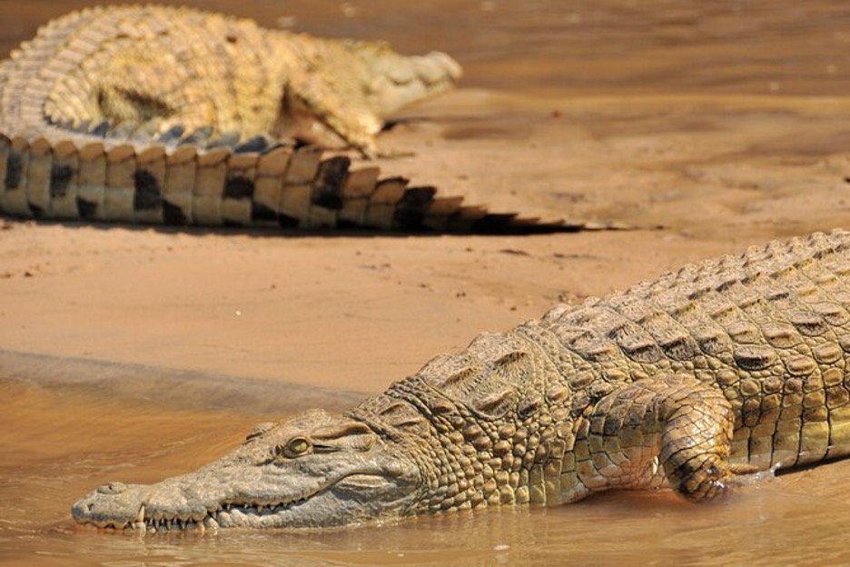 A Thrilling Crocodile Safari on Tanzania's Mighty Rufiji