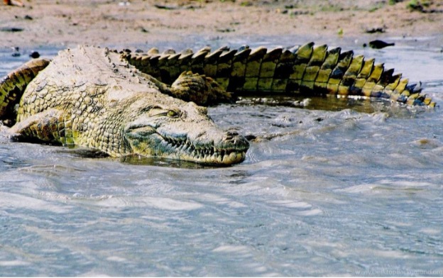 A Thrilling Crocodile Safari on Tanzania's Mighty Rufiji