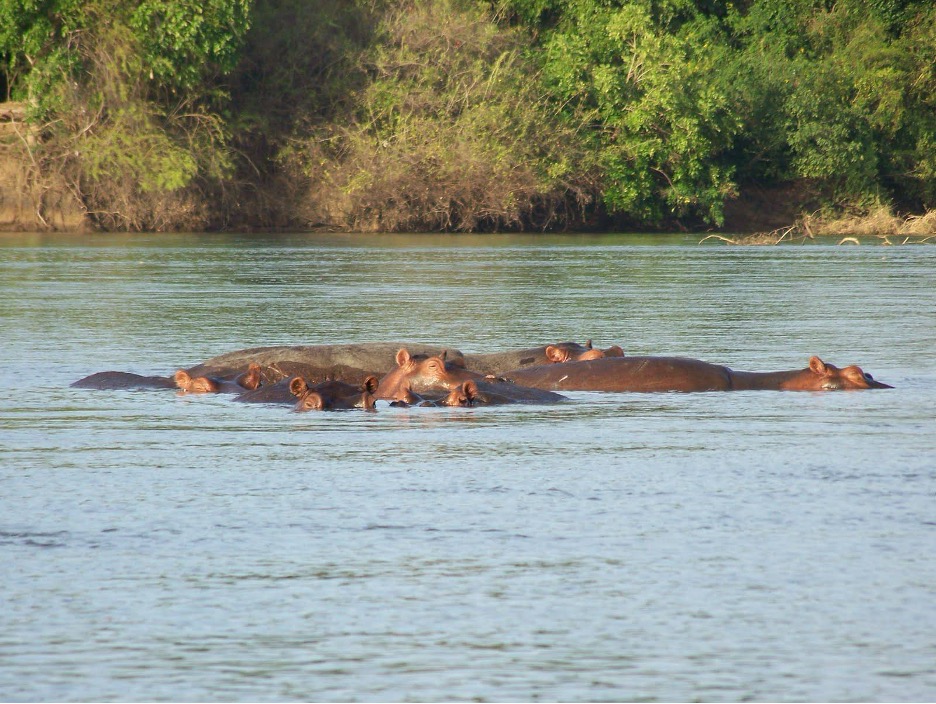 A Thrilling Crocodile Safari on Tanzania's Mighty Rufiji