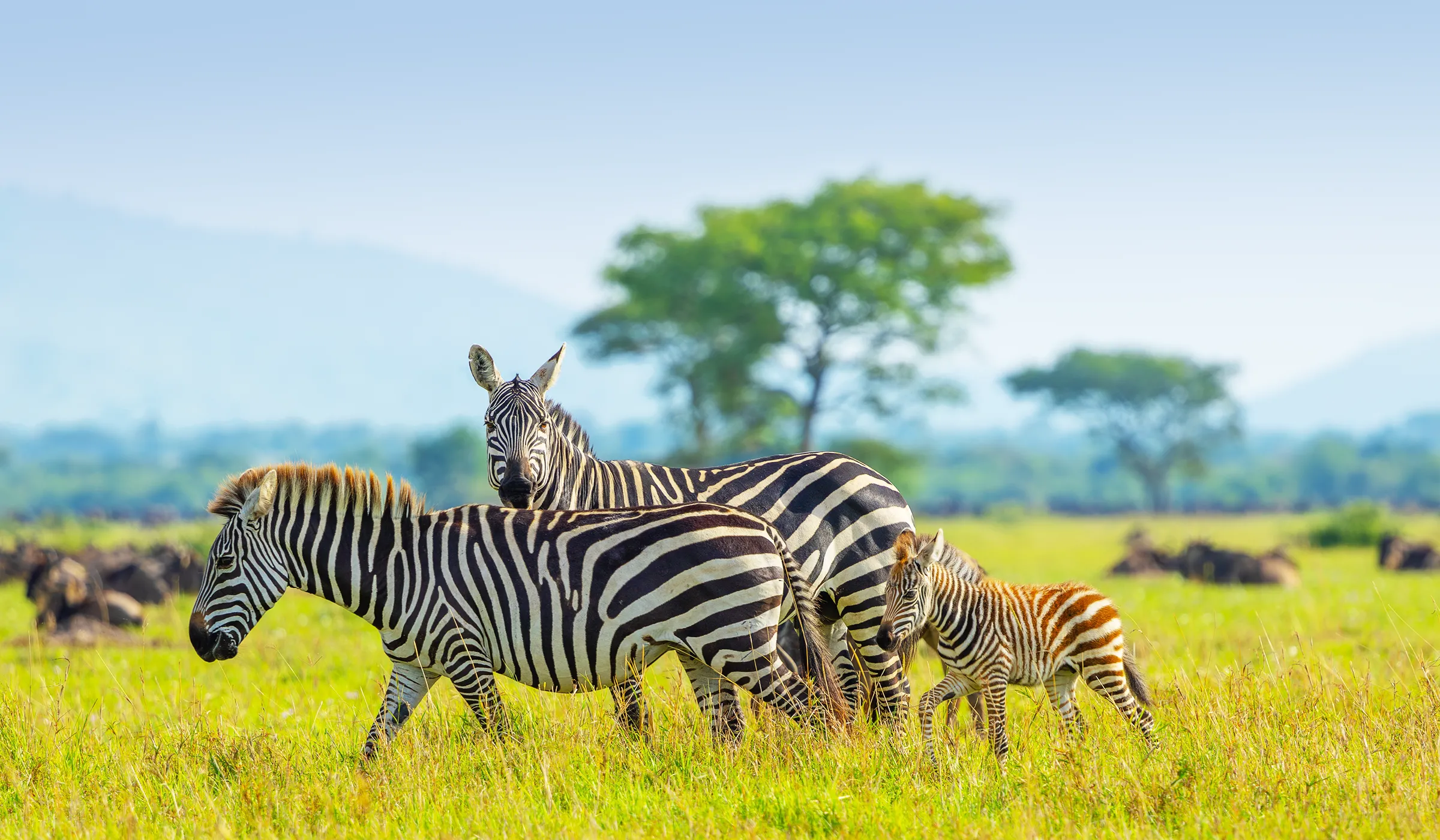 Best Tanzania Safari Seasons