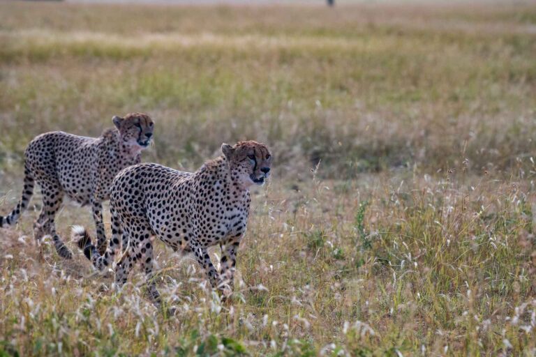 Best Tanzania Adventure Safari Packages_