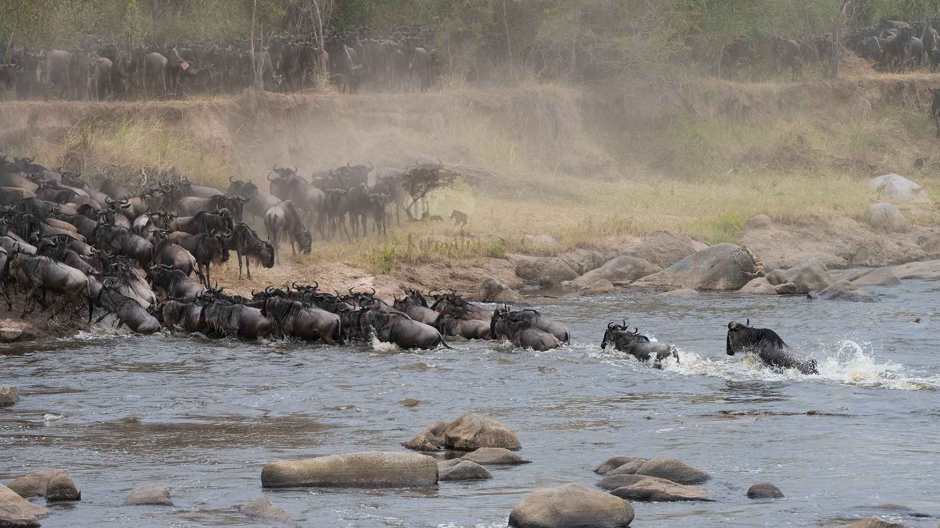 September Classic Serengeti Wildebeest Migration Safari